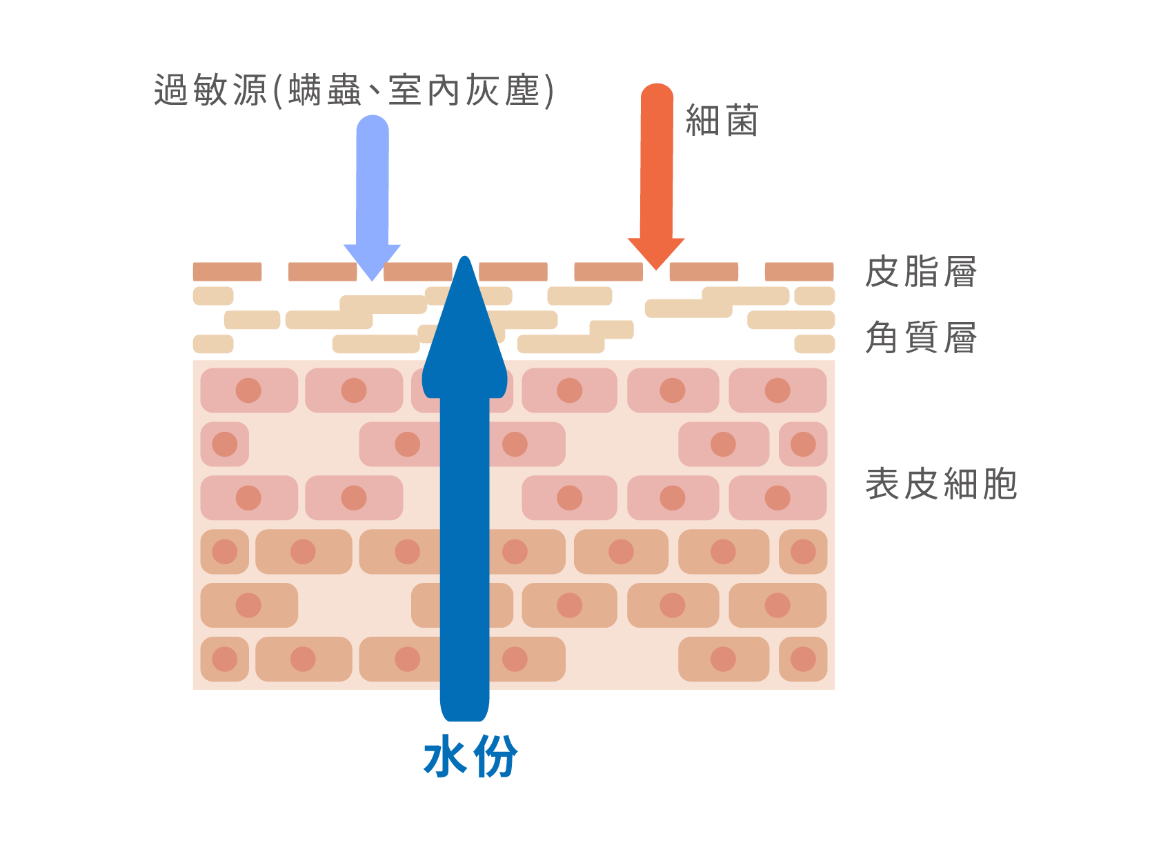 氯害受損肌膚